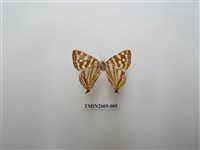 藏品(銀紋尾蜆蝶　中南部亞種)的圖片